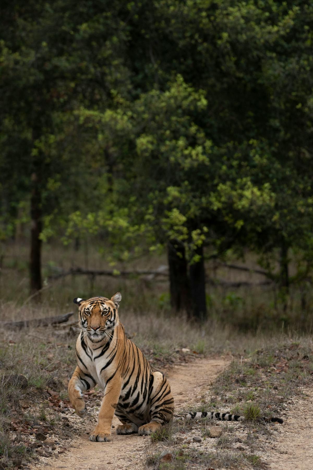 Uttarakhand Forest & Wildlife Safari Tour