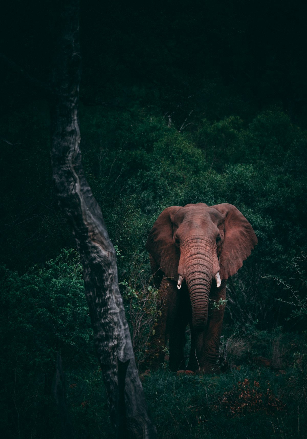 Nainital Corbett